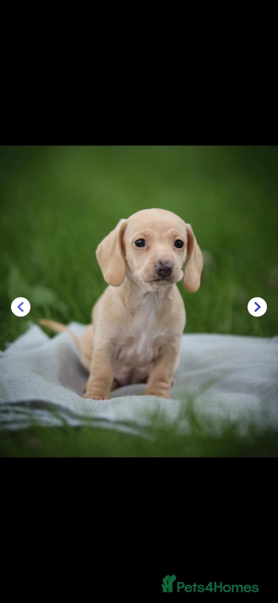 Dachshund dogs for sale: Miniature Cream Smooth Dachshunds Ready Now - Advert 2