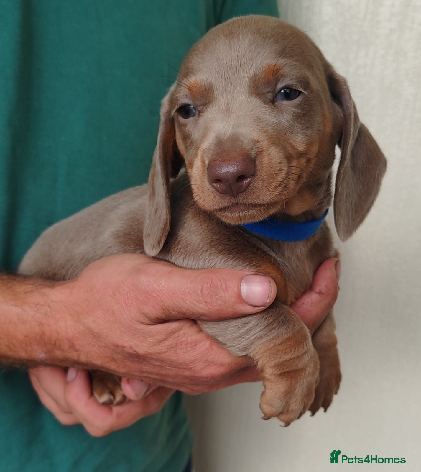 Dachshund dogs Pra Clear Minature Daushaund Puppies  - Advert 1