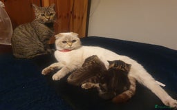 Mixed Breed cats for sale: Playful Tabby Kittens 😸  - Advert 1
