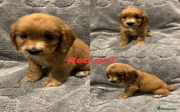 Cocker Spaniel dogs for sale: Cocker spaniel puppys READY SOON - Image 3