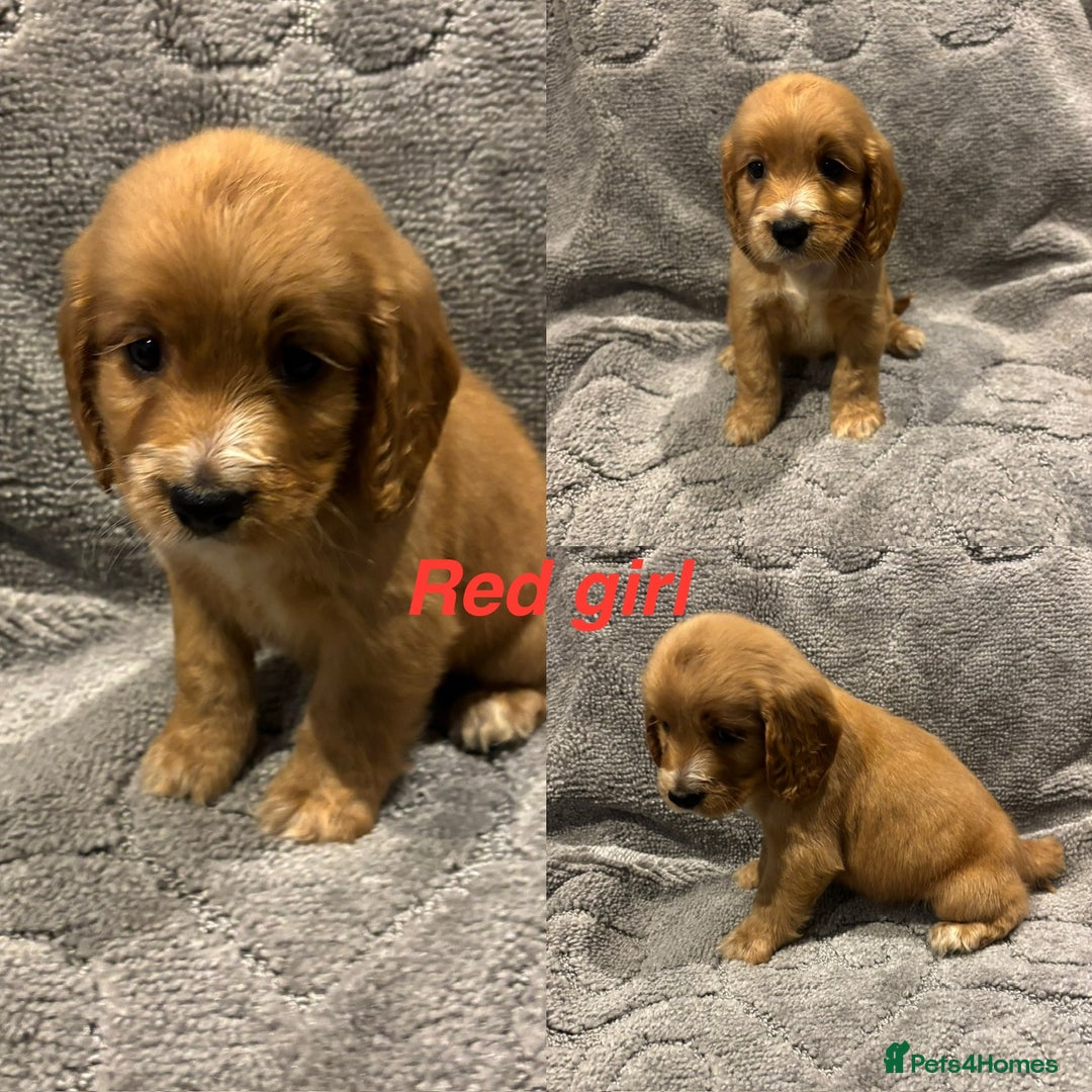 Cocker Spaniel dogs for sale: Cocker spaniel puppys READY SOON - Image 3