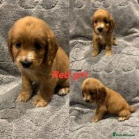 Cocker Spaniel dogs - Advert 2