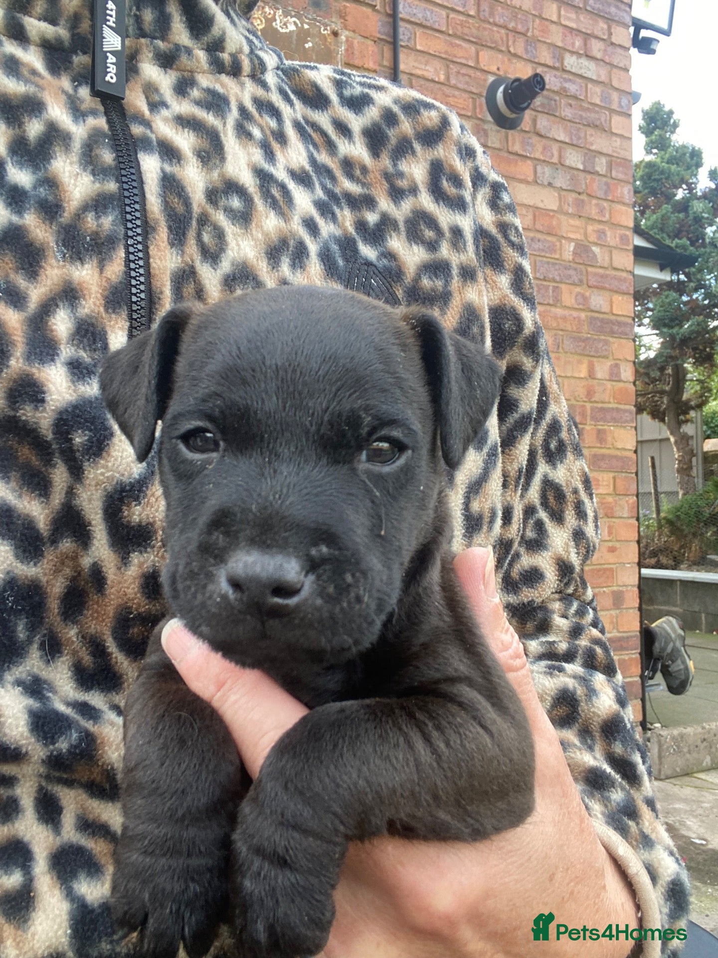 Mixed Breed dogs Lakeland x patterdale (fell) pups - Advert 14