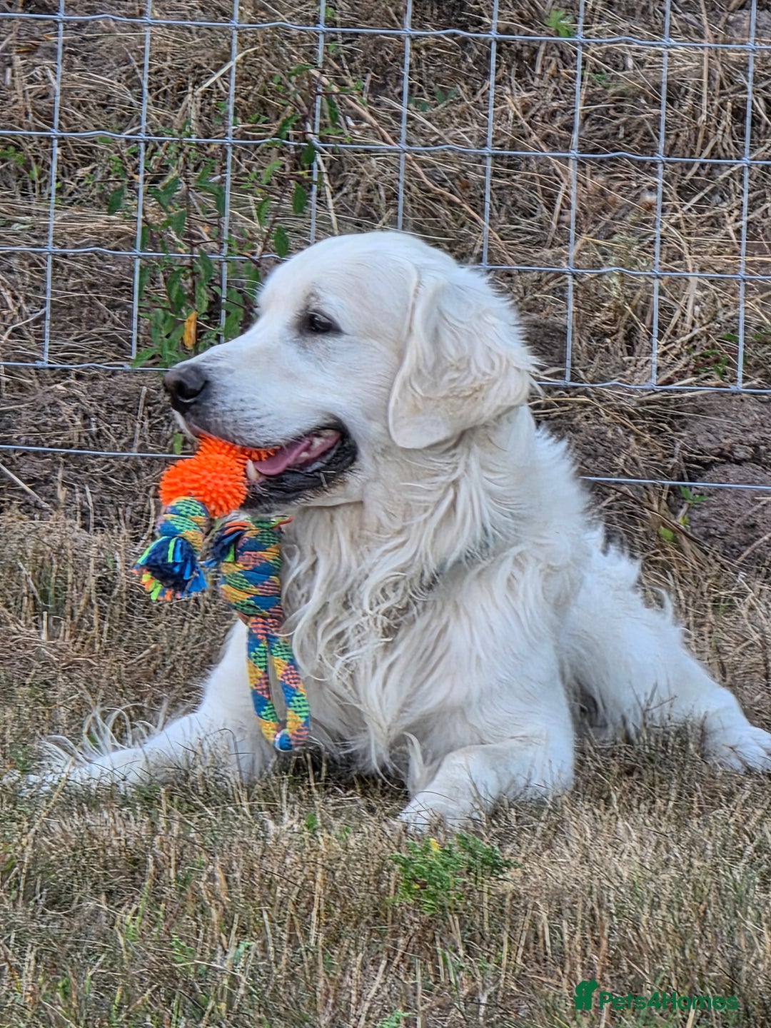 Golden Retriever dogs for sale: Looking for a loving home - Advert 3