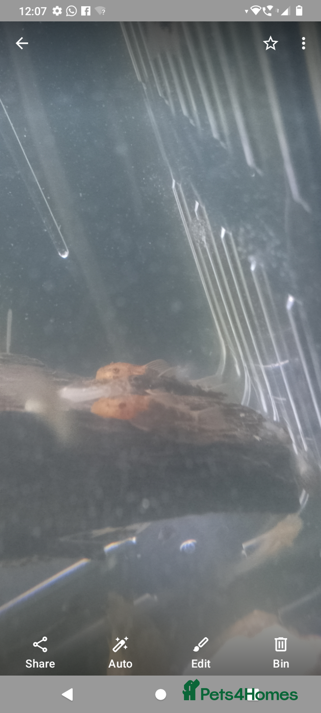 Plecos fish for sale: Calico/German red plecos - Image 4
