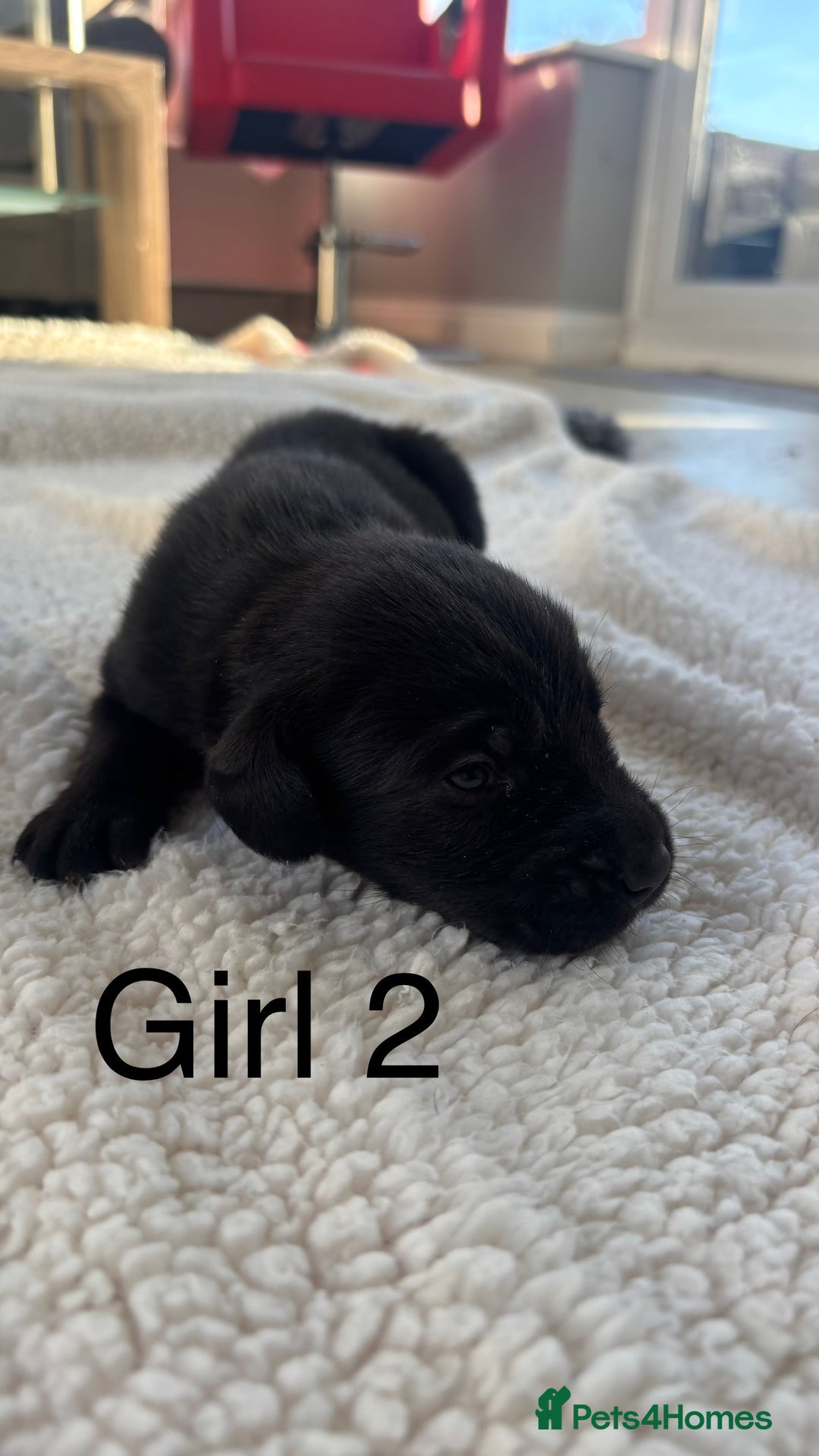 Labrador Retriever dogs for sale: KC registered Labrador pups - Advert 16