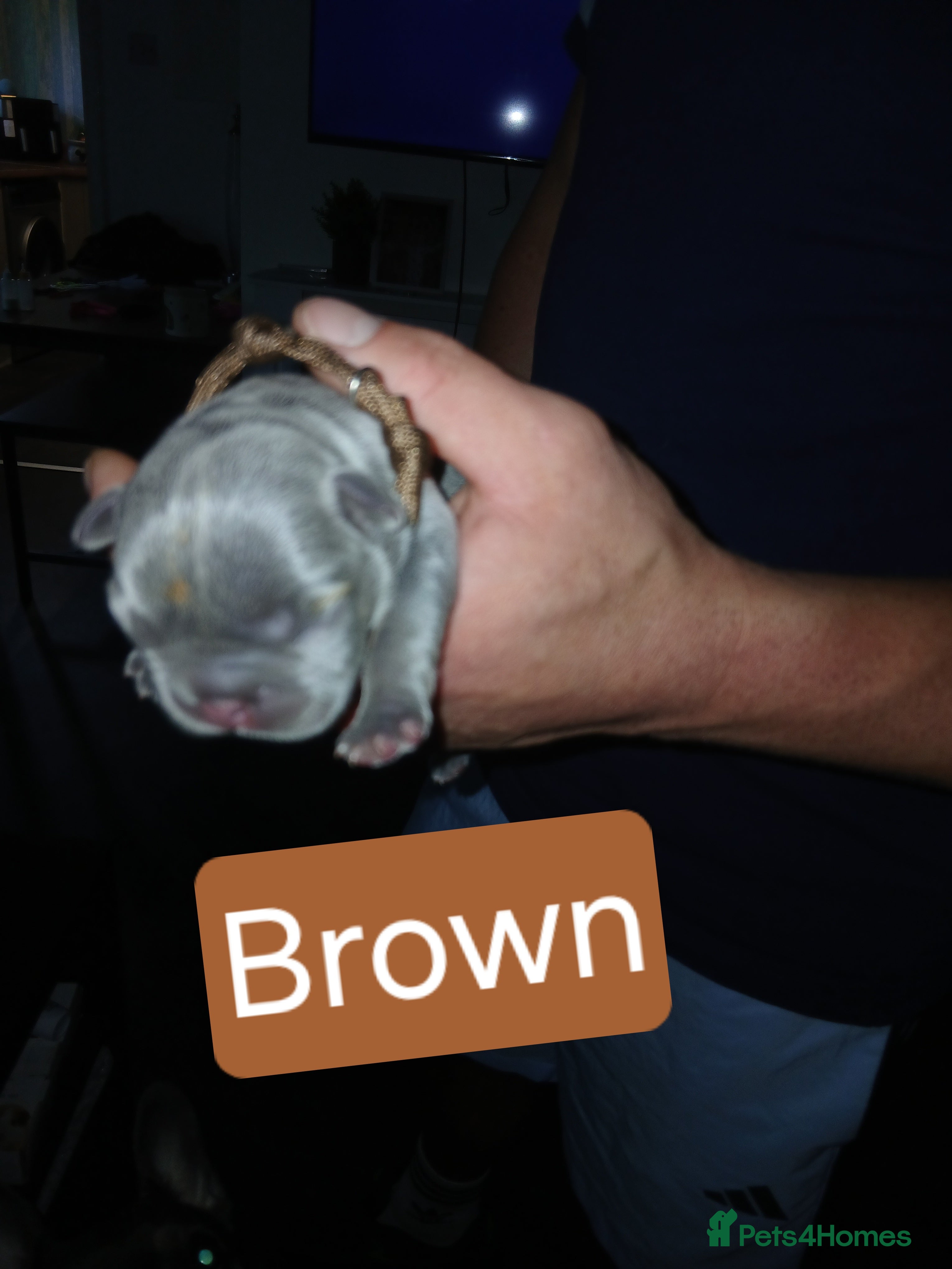 French Bulldog dogs for sale: French bulldog puppies payment plans available  - Advert 5