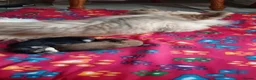 Morkie dogs for sale: Puppies  - Advert 2