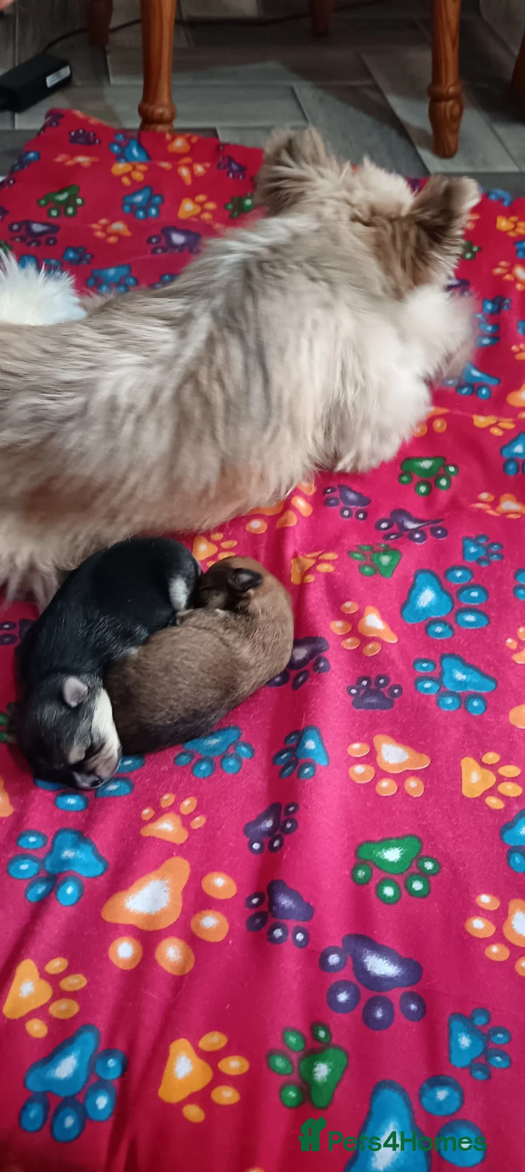 Morkie dogs for sale: Puppies  - Advert 2