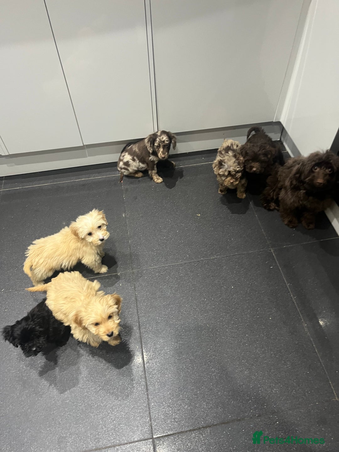 Cockapoo dogs for sale: Beautiful merl Cockpoo puppies  - Advert 15