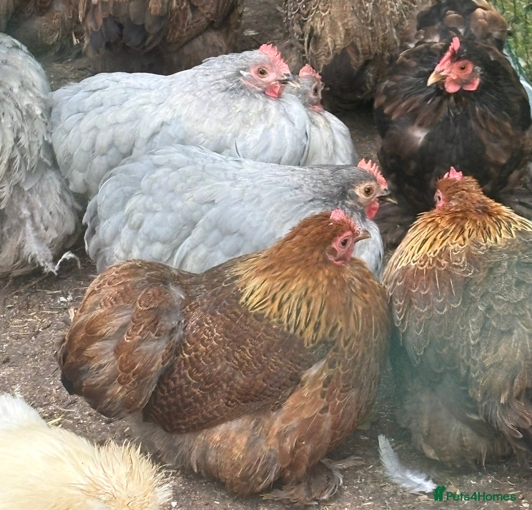 Chickens poultry for sale: Pekin bantam hens pol - Image 3