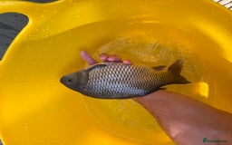 Koi Carp fish for sale: Pond fish carp/koi - Image 14