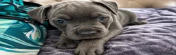 Mixed Breed dogs for sale: French Bulldog Mix Boys – Blue Eyes - Advert 4