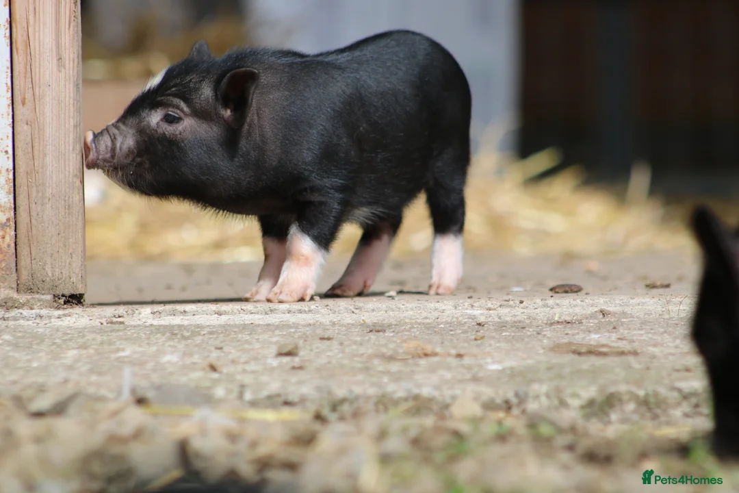 Pig livestock for sale: Miniature American/Swedish pigs  - Advert 1