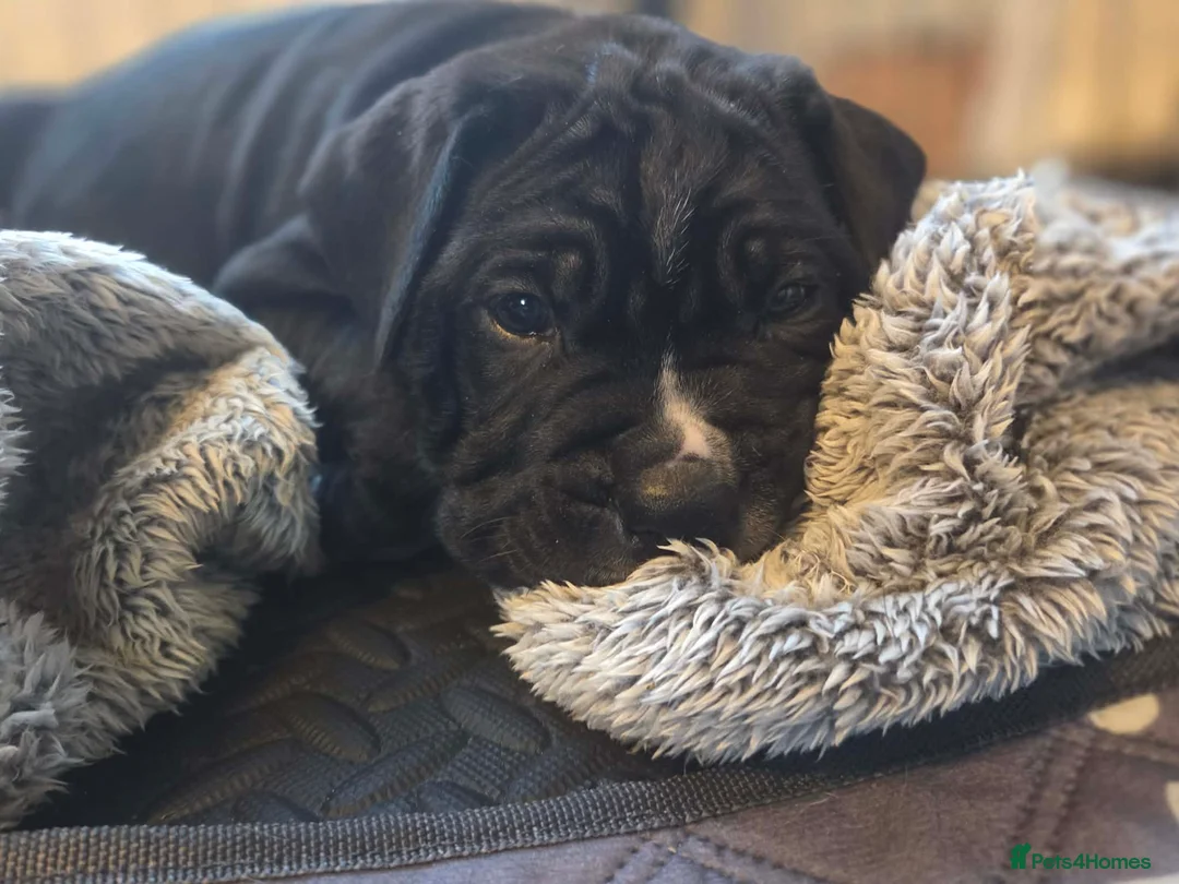 Cane Corso dogs for sale: Merle and brindle cane corso - Advert 24