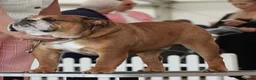 English Bulldog dogs for stud: Trafford- Mystyle Keane  - Advert 9