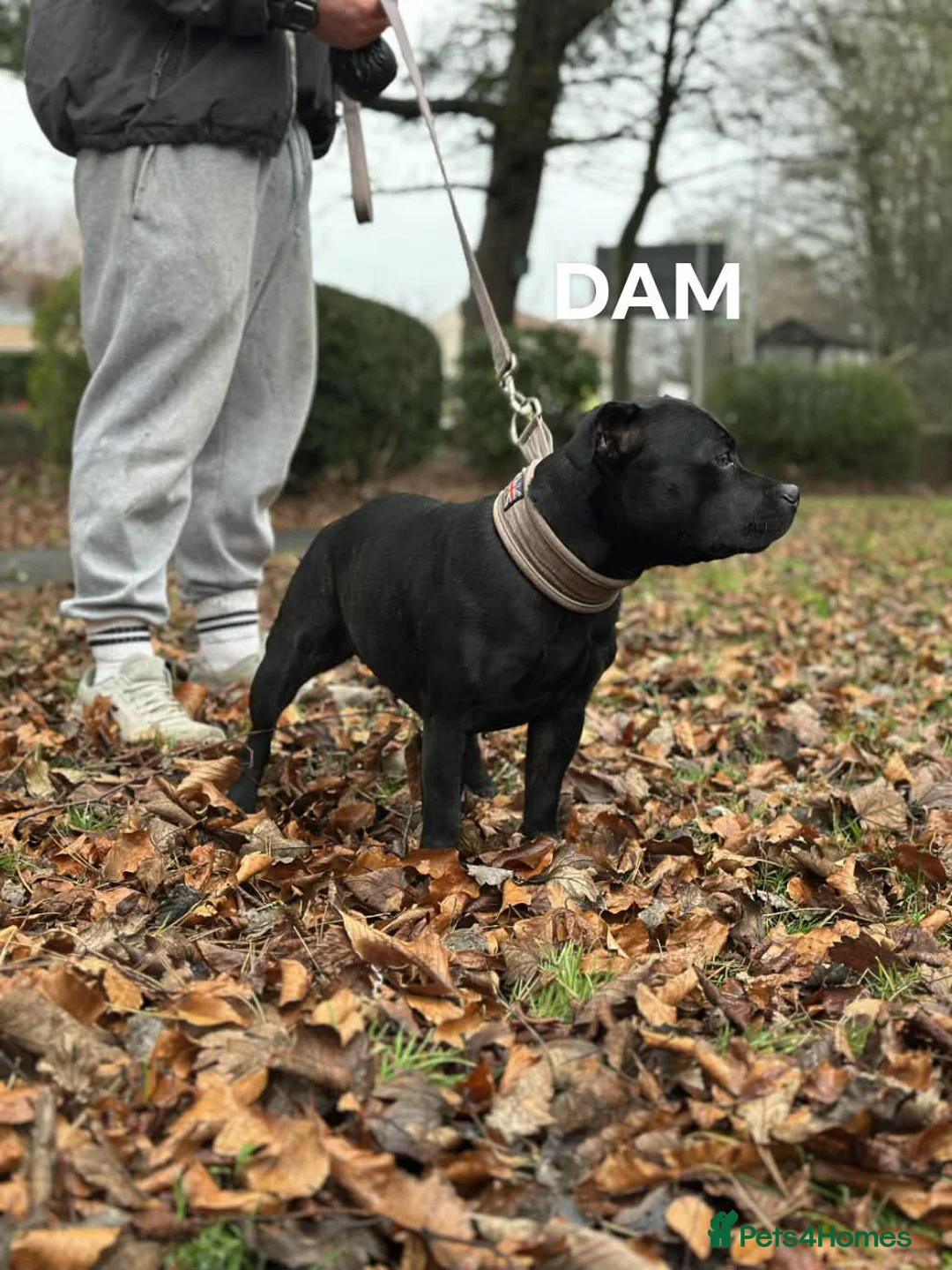 Staffordshire Bull Terrier dogs for sale: Blue/Black Staffordshire Bull Terrier Puppies - Advert 3