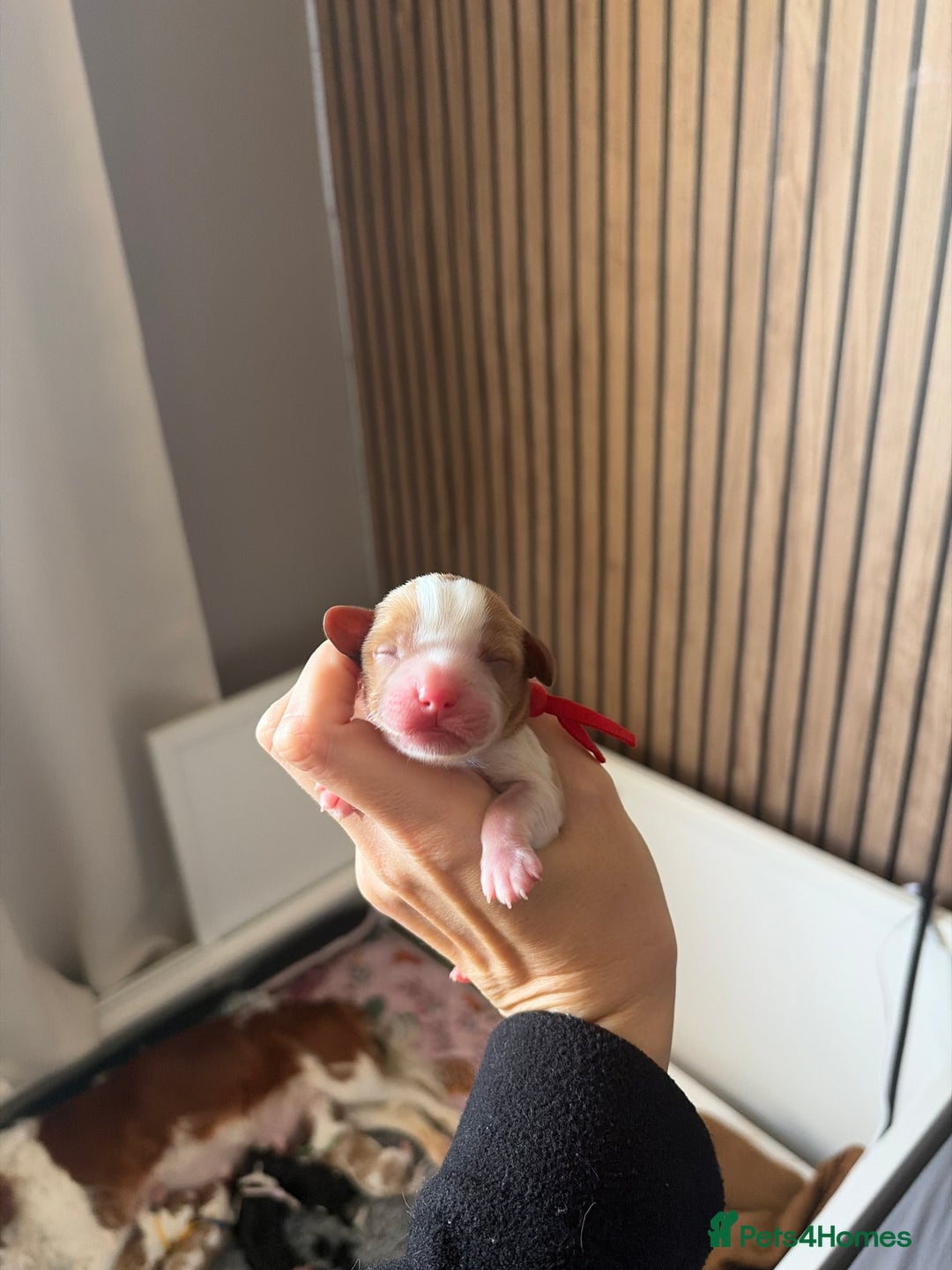 Cavalier King Charles Spaniel dogs for sale: Beautiful KC Registered Cavalier King Charles Pups - Advert 18