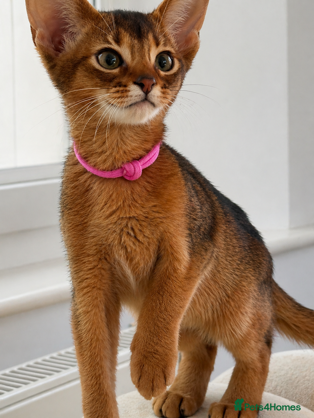 Abyssinian cats Champion parents GCCF registered Amazing 😻😻😻 - Advert 2