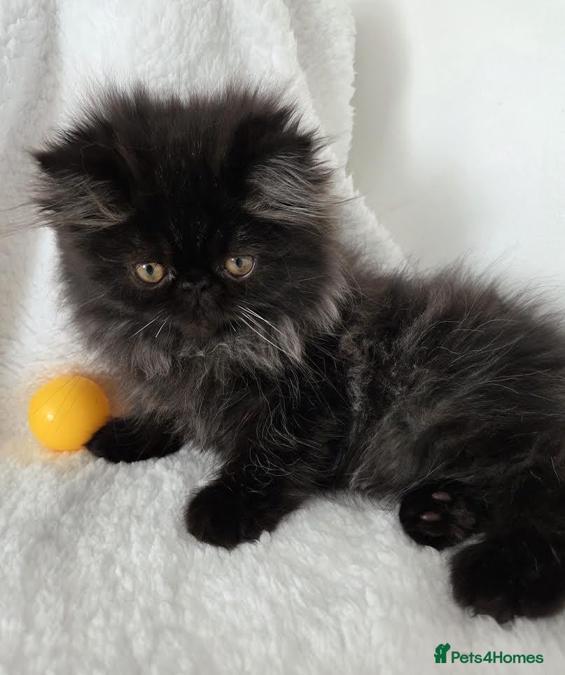 Persian cats Persian Kittens - Advert 1