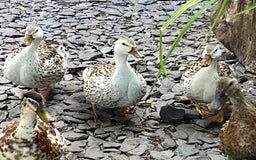 Ducks poultry for sale: Mini silver apple yard trio - Image 1