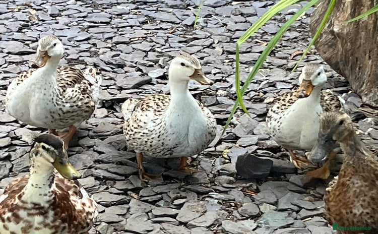 Ducks poultry - Advert 9
