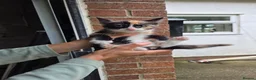 Mixed Breed cats for sale: Ginger girls and tortashell Kittens male & female  in Beaworthy - Advert 12