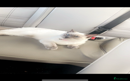 Ragdoll cats for sale: Ragdol - Image 6