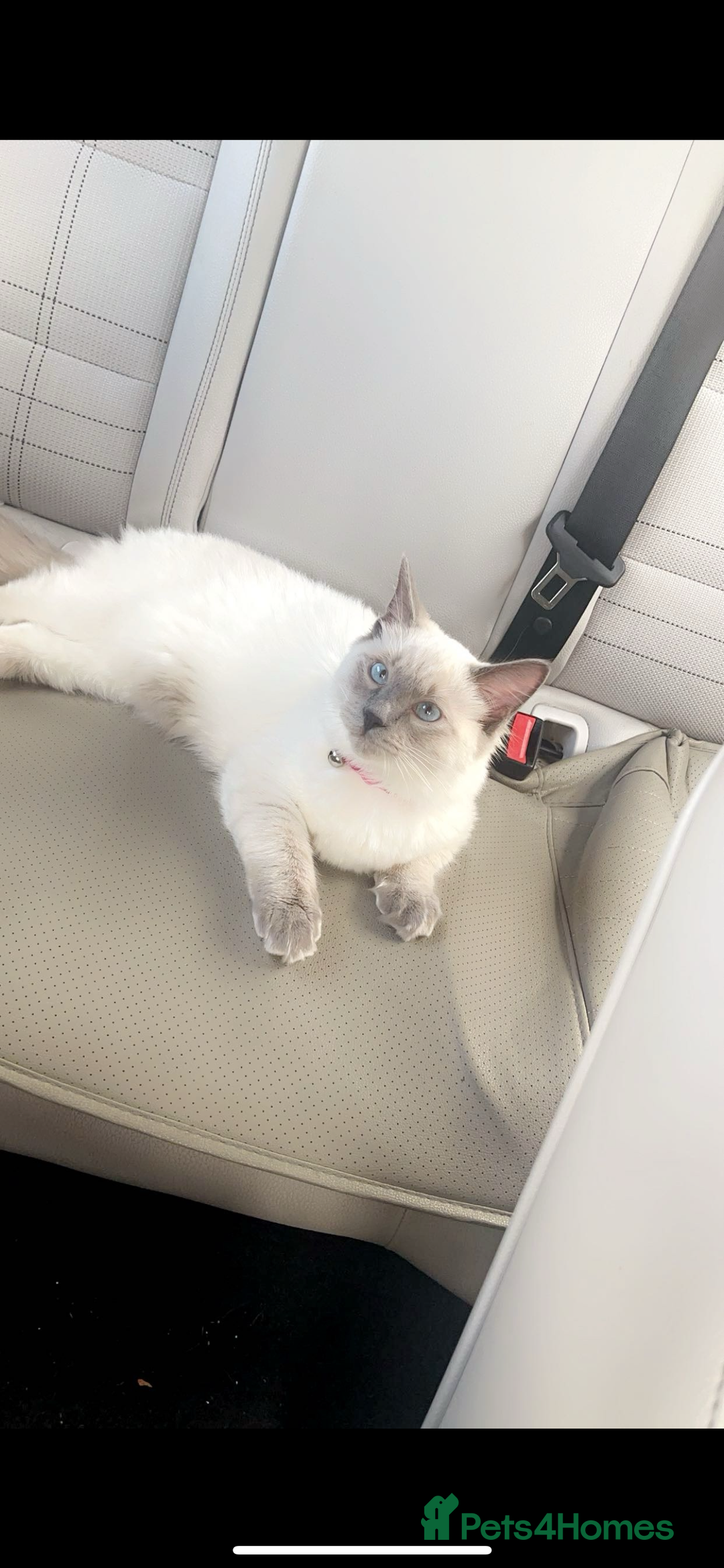 Ragdoll cats for sale: Ragdol - Image 6