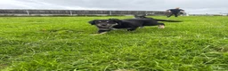 Mixed Breed dogs for sale: Border Collie x Golden Retriever pups for sale  in Glasgow - Advert 5
