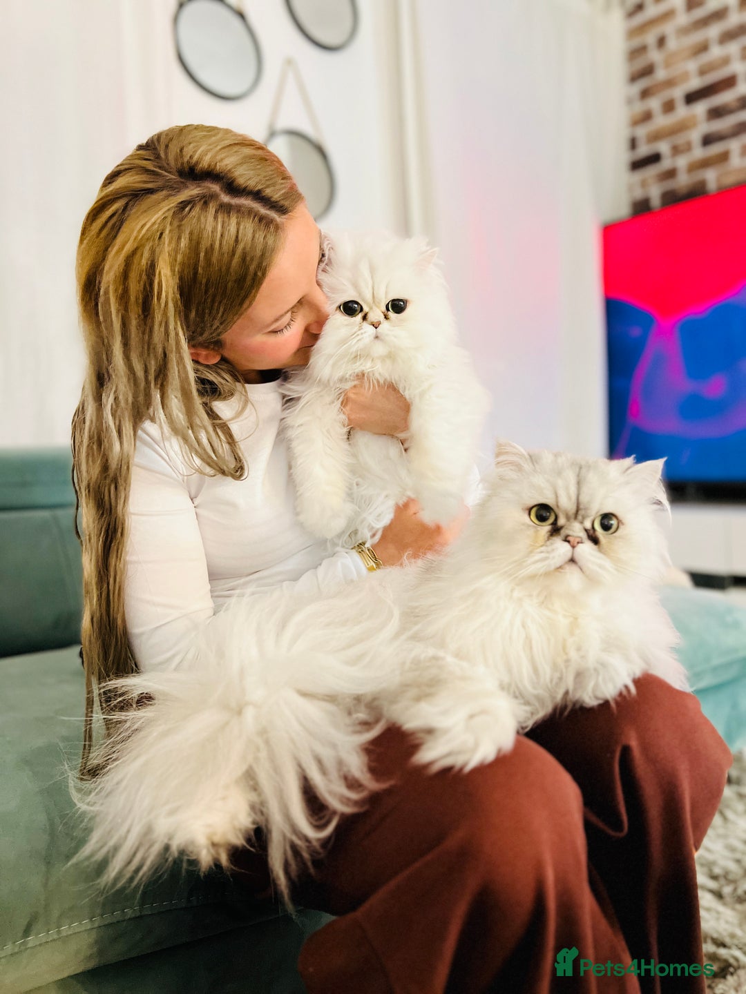 Persian cats for sale: Persian chinchilla cats - Advert 1