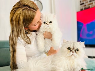 Persian cats Persian chinchilla cats - Advert 2