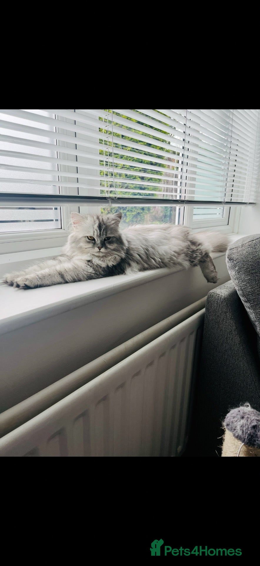 Persian cats Half Persian kittens  - Advert 4