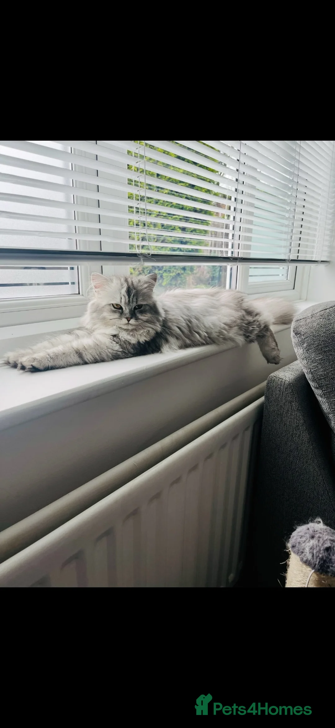 Persian cats for sale: Half Persian kittens  - Advert 1