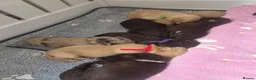 Labradoodle dogs for sale: 🧸 Stunning Miniature Labradoodle Puppies - Advert 6