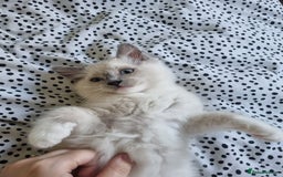 Ragdoll cats for sale: Beautiful Fluffy Ragdoll Kittens 💕🐱 - Image 5