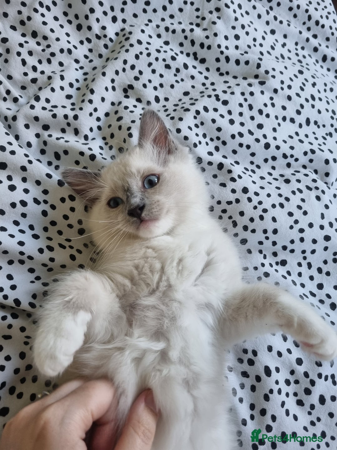 Ragdoll cats for sale: Beautiful Fluffy Ragdoll Kittens 💕🐱 - Image 5
