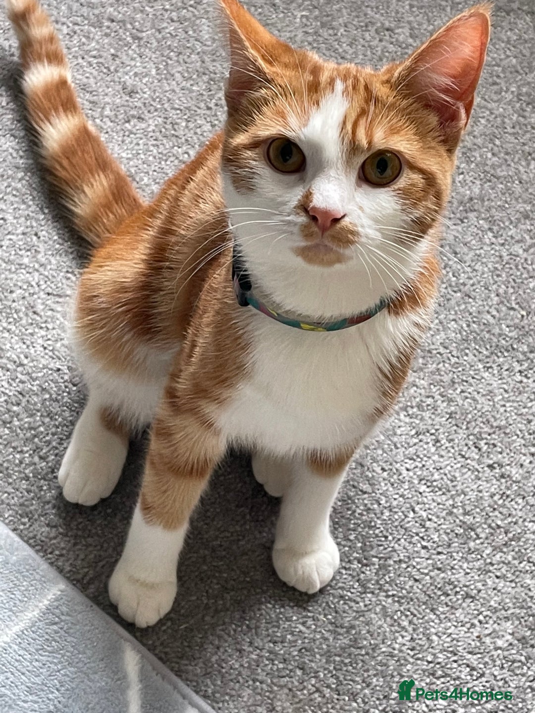 Mixed Breed cats for sale: Ginger tabby cats - Advert 1