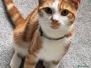 Mixed Breed cats Ginger tabby cats - Advert 11