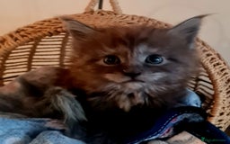 Maine Coon cats for sale: Full Pedigree Mainecoons available  - Image 9