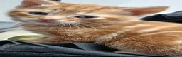 Mixed Breed cats for sale: Beautiful litter of five kittens  - Advert 1