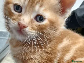 Mixed Breed cats Beautiful litter of five kittens - Advert 5