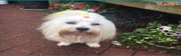 Toy Poodle dogs for stud: Stunning Maltese at STUD in Coventry - Advert 5