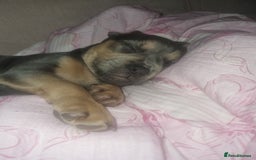Mixed Breed dogs for sale: Lovely chilli, needs a new home 💔 - Image 3