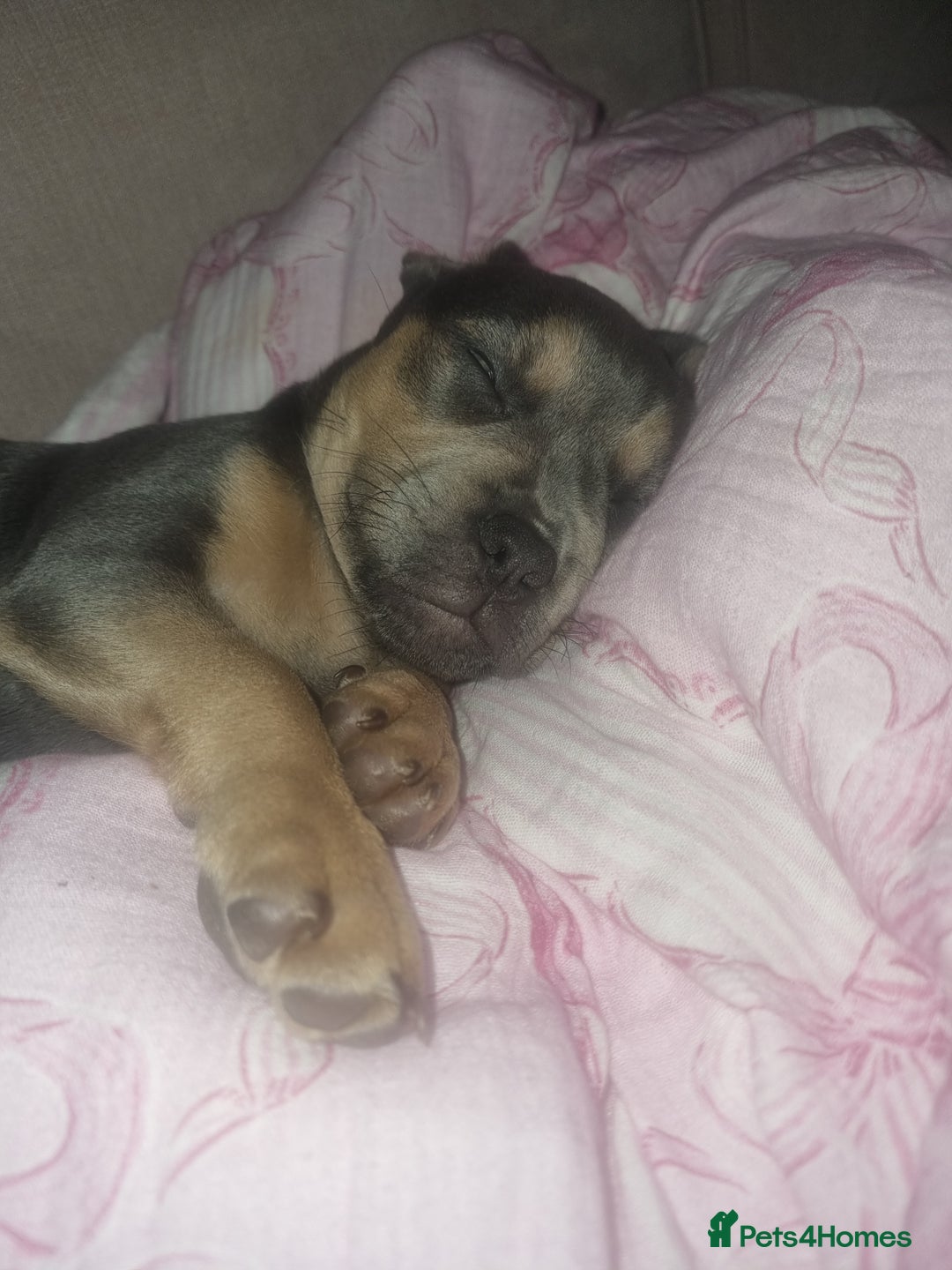 Mixed Breed dogs for sale: Lovely chilli, needs a new home 💔 - Image 3