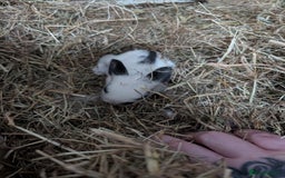 Lionhead rabbits for sale: Lion head cross mini lop 2 left!!  in Coventry - Image 5