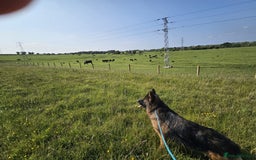 German Shepherd dogs for sale: German Shepherd - Image 1