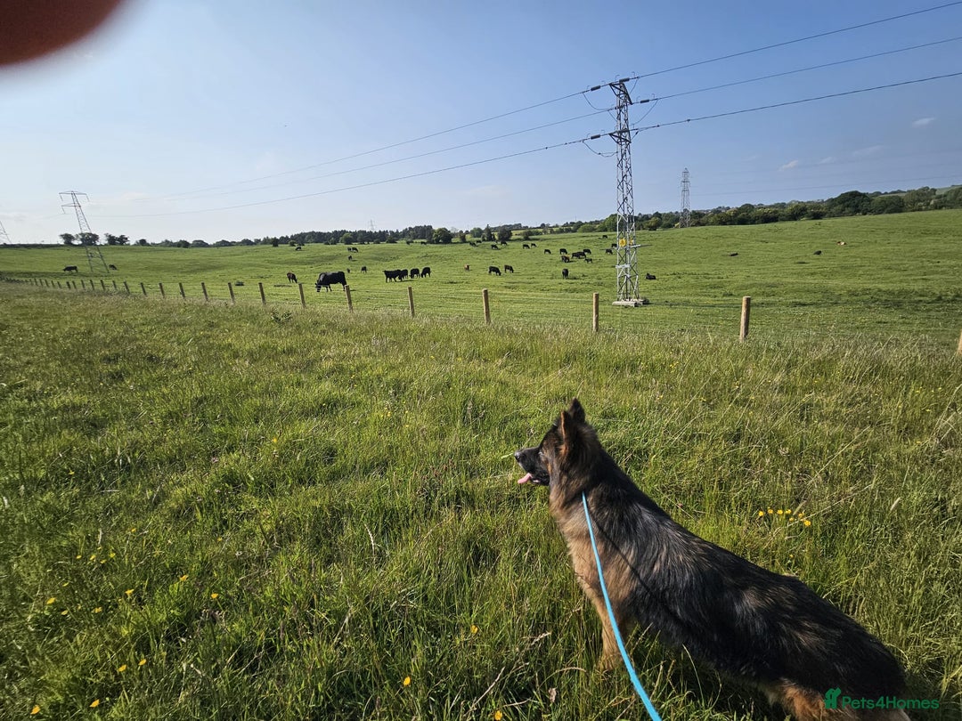 German Shepherd dogs for sale: German Shepherd - Image 1