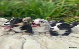Welsh Corgi Cardigan dogs for sale: ⭐️Beautiful Cardiganshire Corgi Pups⭐️*1 LEFT* - Image 9