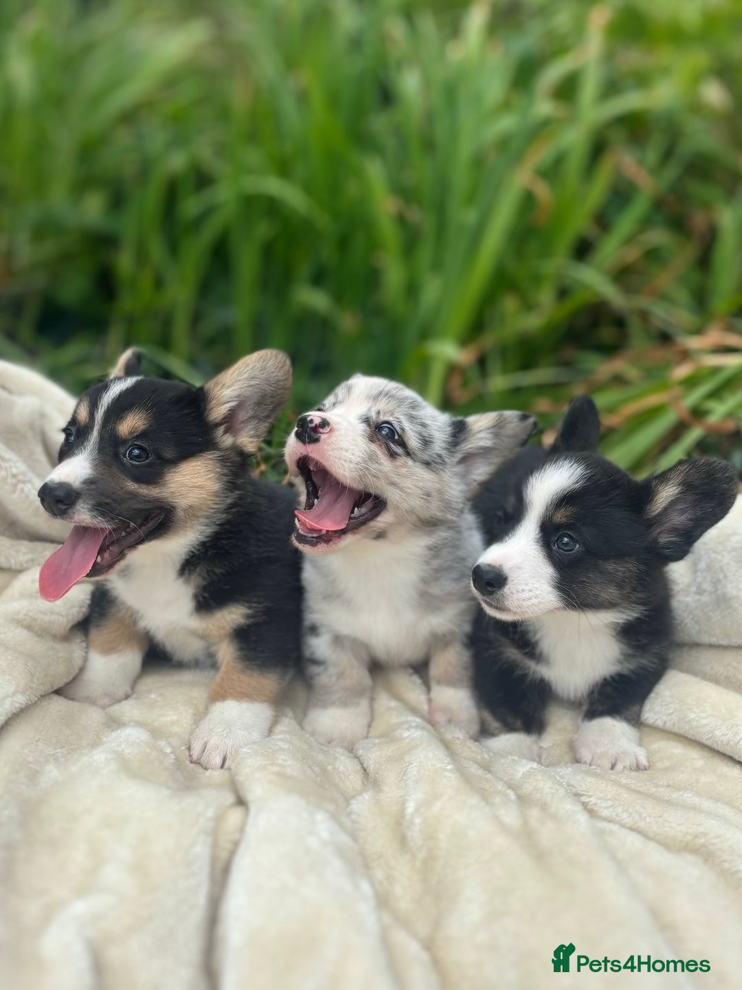 Welsh Corgi Cardigan dogs for sale: ⭐️Beautiful Cardiganshire Corgi Pups⭐️*1 LEFT* - Image 9